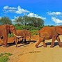 Image result for Afrika Bilder Auf Leinwand