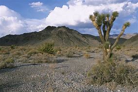 Image result for public domain picture of tree in desert