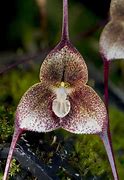 Image result for Dracula Plant
