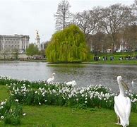 Image result for Garden at Buckingham Palace