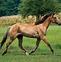 Image result for 10 Horses