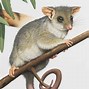 Image result for Pygmy Possum Australia