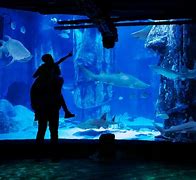 Image result for Sea Life London Aquarium