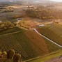 Image result for Vineyard Pictures