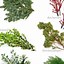 Image result for Christmas Greenery Types