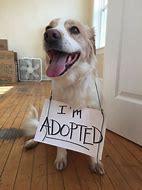 Image result for Adopted Dog Funny