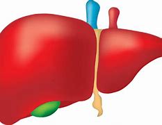 Image result for How to Maintain Liver Health