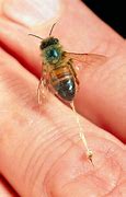 Image result for Honey Bee Sting