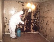 Image result for Toxic Mold Removal