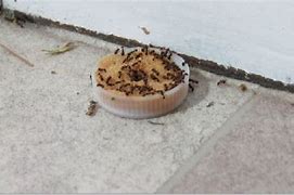 Image result for Make an Ant Trap