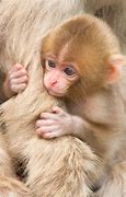 Image result for Newborn Macaque Monkeys