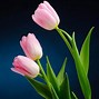 Image result for Tulip Wallpaper HD
