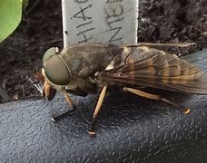 Image result for Female Horse Fly