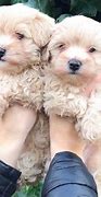 Image result for Maltipoo Puppies