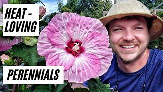 Image result for Perennials Product