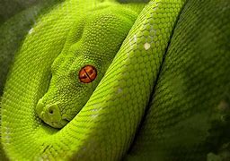 Image result for Cool Snake Backgrounds
