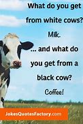 Image result for Silly Cow Jokes