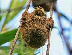 Image result for Empty Nest Part 1