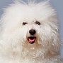 Image result for Cute Small Fluffy Dogs