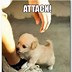 Image result for Best Funny Dog Pictures