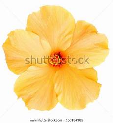 orange hawaiian flower clipart 20 free Cliparts Download images on Clipground 2022