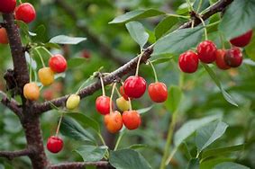Image result for Cherry Plant