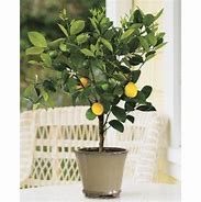 Image result for 2-3 ft. - Meyer Lemon Tree - Grow Lemons Anywhere In The Country, Outdoor Plant