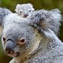 Image result for Baby Koala Just-Born