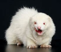 Image result for Albinism Animals