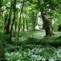 Image result for Green Forest Trees
