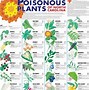 Image result for House Plant Identification Chart