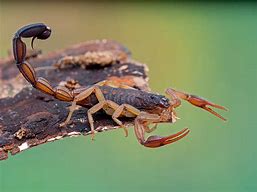 Image result for Tarantula and Scorpion Backgrounds