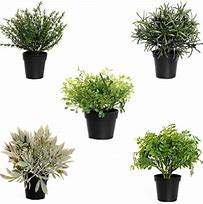 Image result for Faux Herb Plants