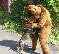 Image result for Bear vs Pitbull Real Fight