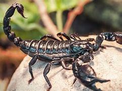 Image result for Scorpion Location