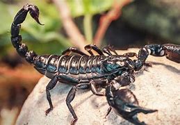 Image result for Red Scorpion Insect