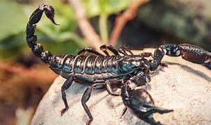 Image result for Scorpion Insect