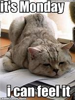 Image result for Monday Cat