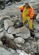Image result for Dead Seals Arrive Back in Us