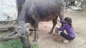 Image result for buffalo Young Female