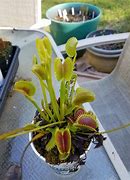 Image result for Dracula Plant
