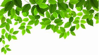 Image result for Hanging Greenery