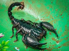 Image result for Scorpions as Pets