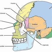 Image result for Skeleton Head Skull