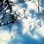 Image result for Picture of Snowshoe Rabbit