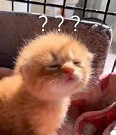 Image result for Any Questions Funny Cat Meme