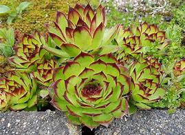 Image result for Direct Sun Perennials