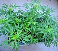 Image result for Marijuana Plant Leaves
