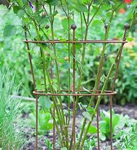 Image result for Garden Supports for Peonies
