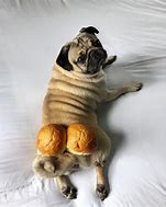 Image result for Weird Pugs